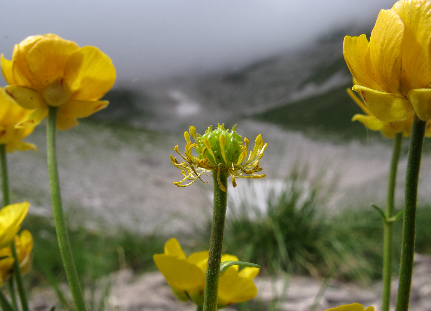 Изображение особи Ranunculus crassifolius.