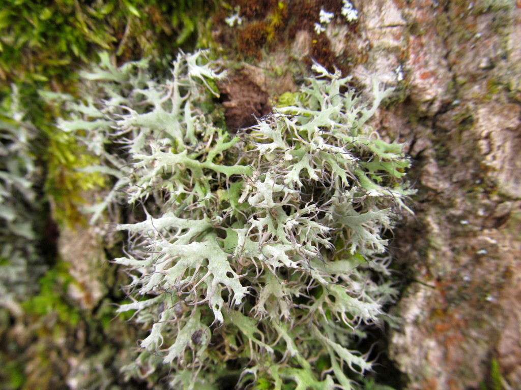 Image of familia Physciaceae specimen.