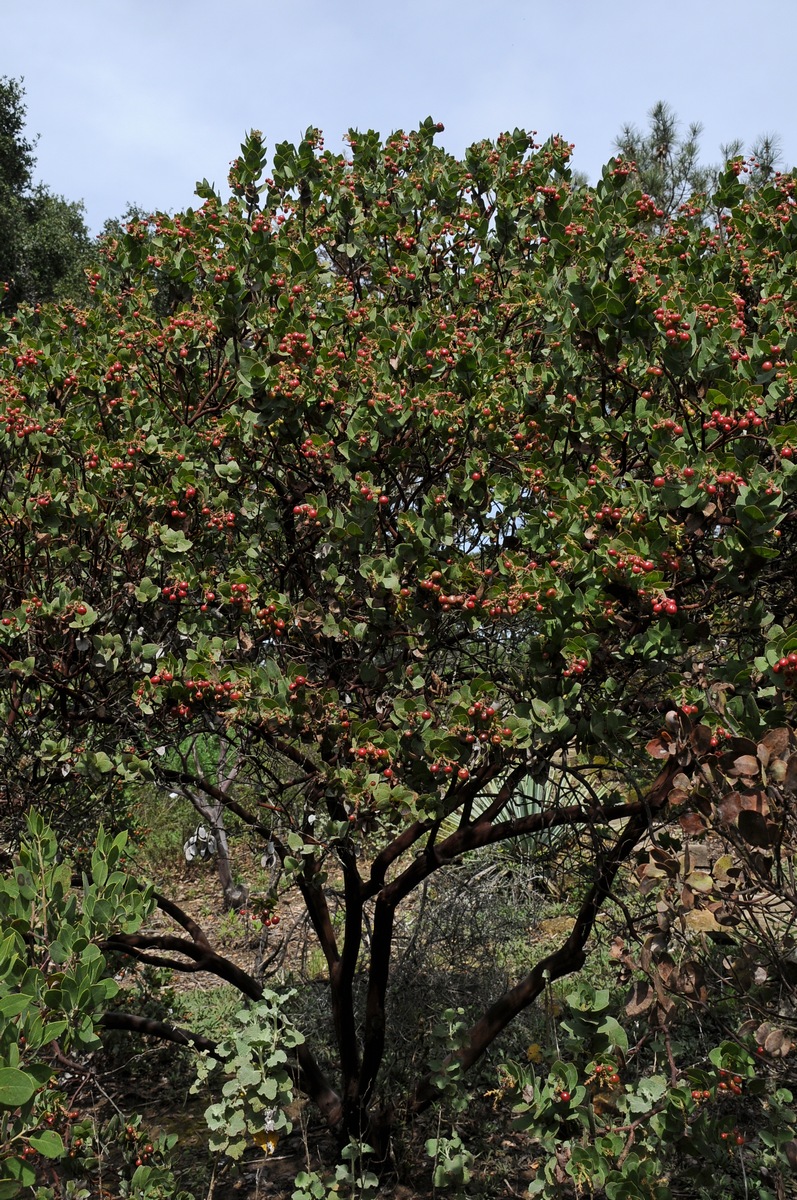 Image of Arctostaphylos refugioensis specimen.