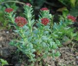 Rhodiola integrifolia. Цветущее растение. Москва, БС МГУ. 19.05.2010.