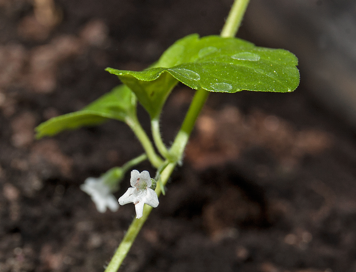 Image of Clinopodium douglasii specimen.