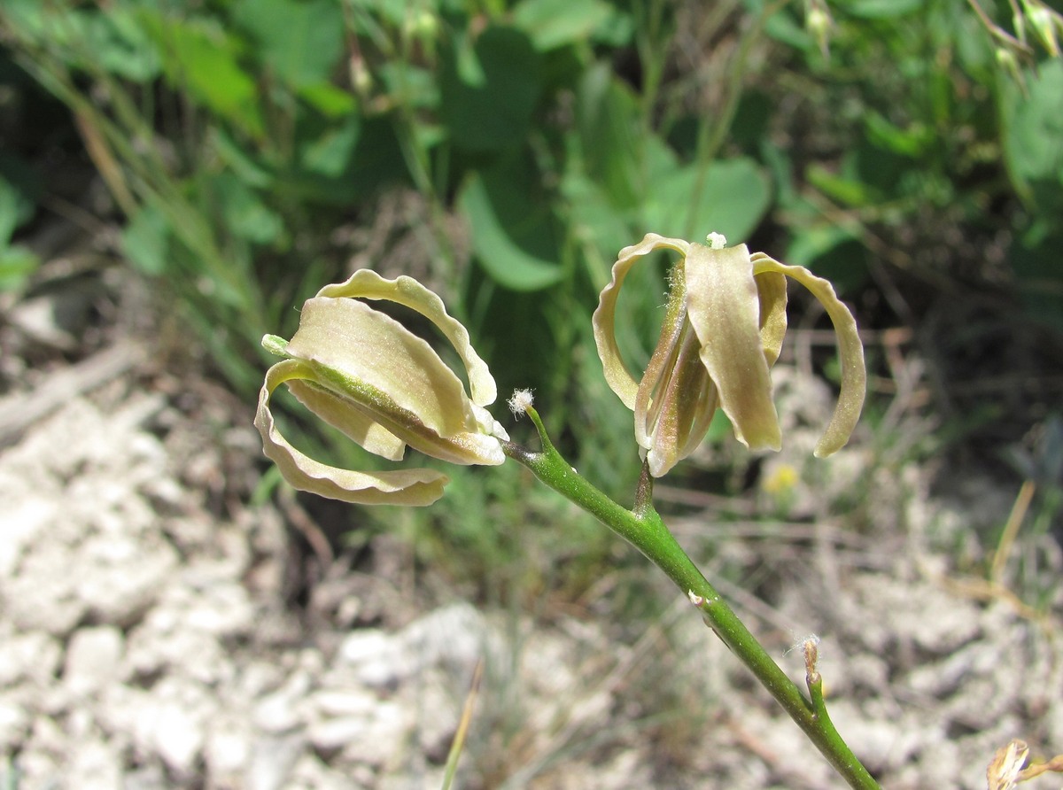 Image of Matthiola daghestanica specimen.