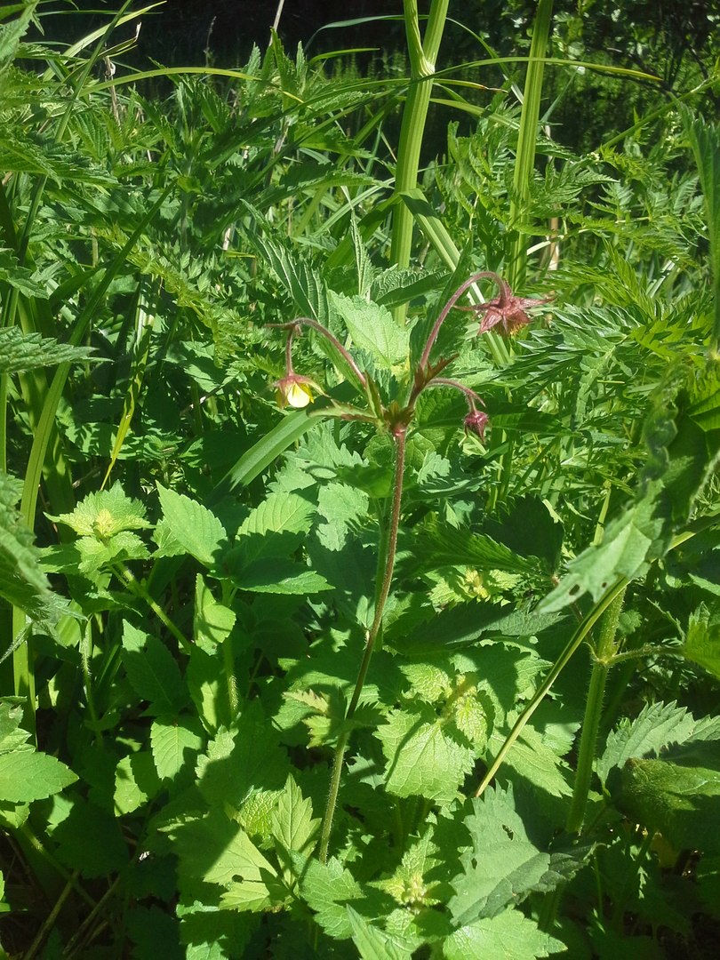 Image of Geum &times; intermedium specimen.