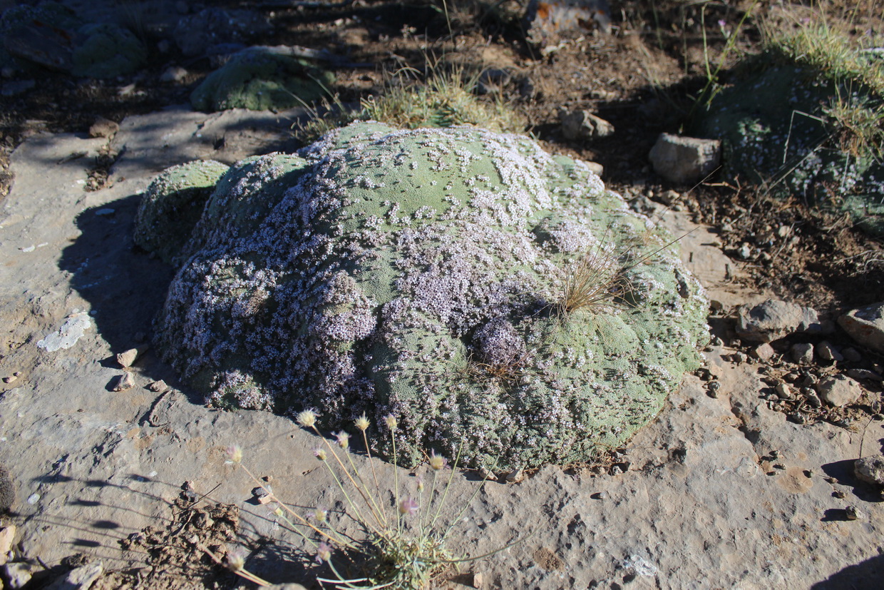 Image of Gypsophila aretioides specimen.