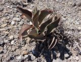 Limonium scoparium. Вегетирующее растение. Южный берег Крыма, возле пос. Новый Свет, юго-западный склон горы Орёл (Коба-Кая), на осыпи. 12.08.2018.