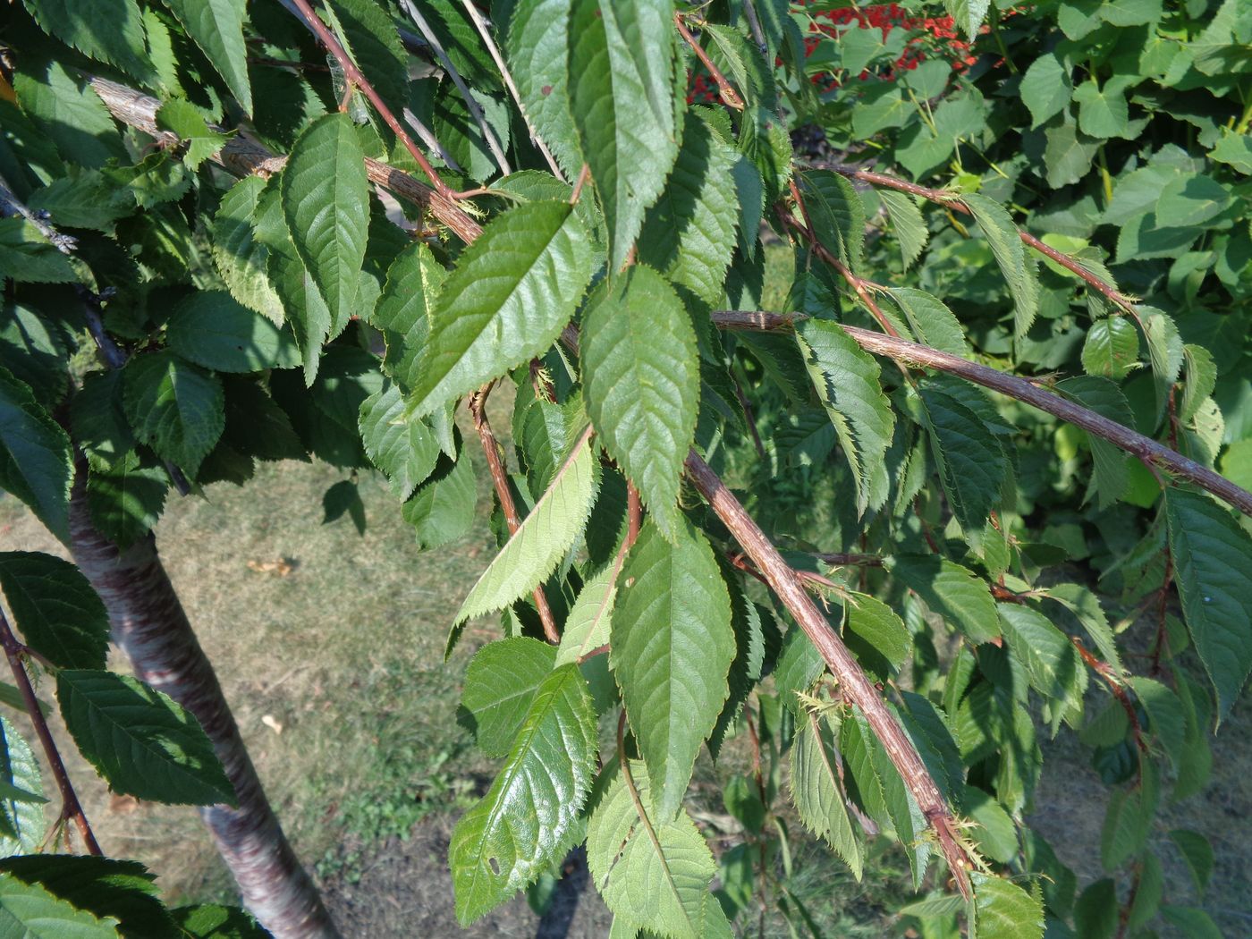 Image of Cerasus subhirtella specimen.