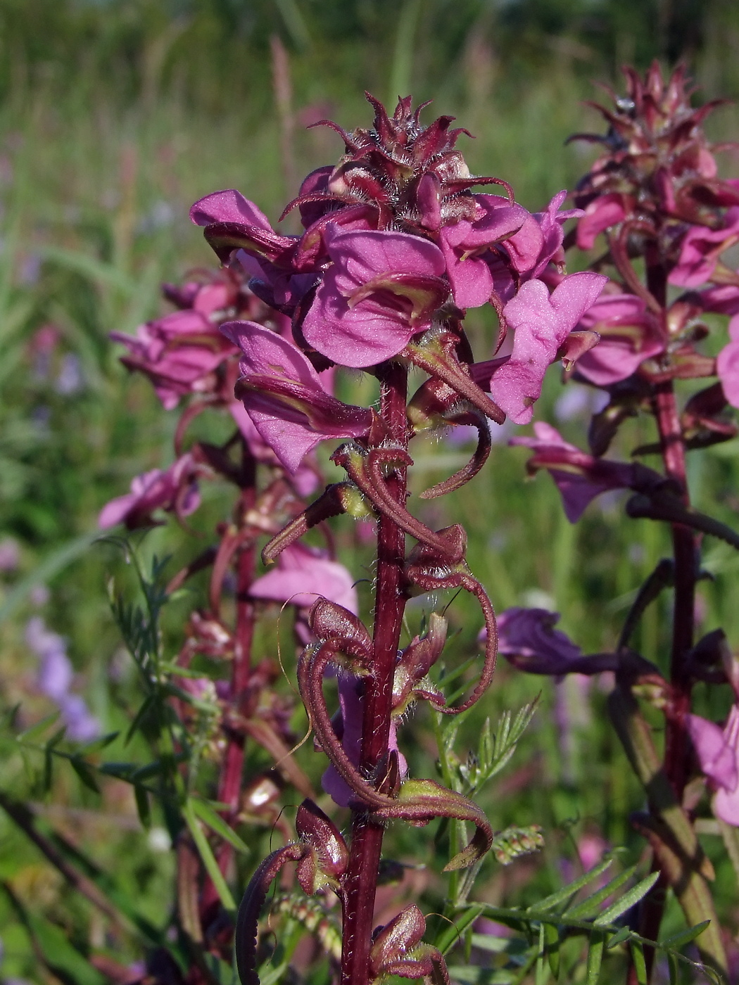 Изображение особи Pedicularis resupinata.