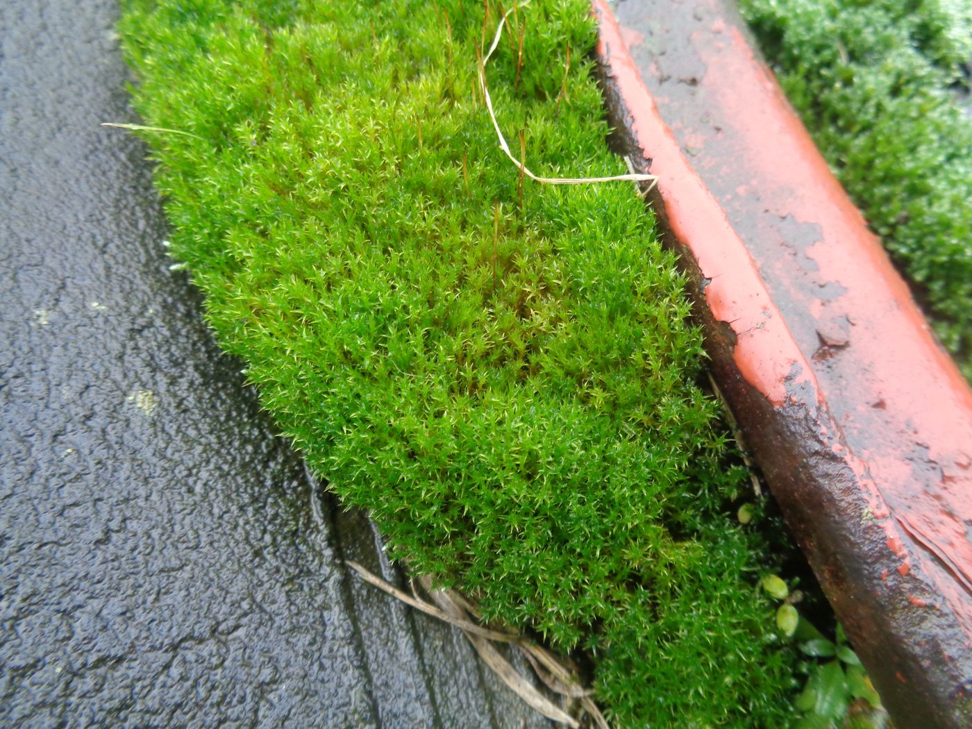 Image of genus Bryum specimen.