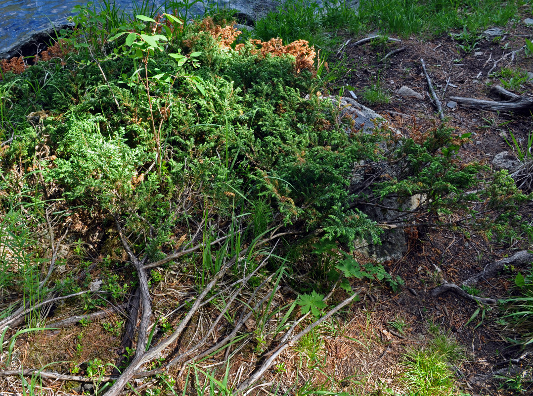 Изображение особи Juniperus sibirica.