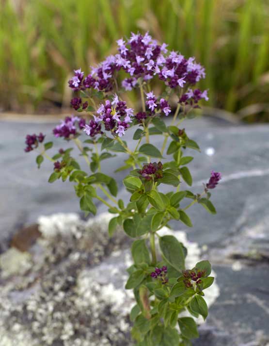 Image of Origanum vulgare specimen.