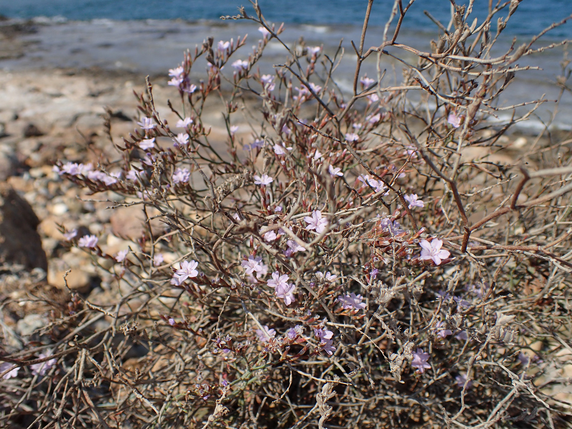 Изображение особи Limonium virgatum.