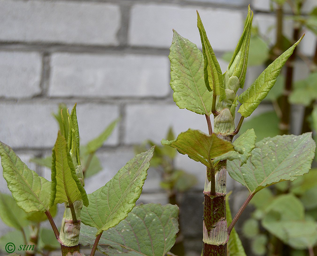 Изображение особи Reynoutria japonica.