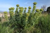 Euphorbia characias. Плодоносящие растения. Испания, Каталония, провинция Жирона, комарка Альт-Эмпорда, окр. г. Фигерас, луг на крепостных валах. 31.03.2019.