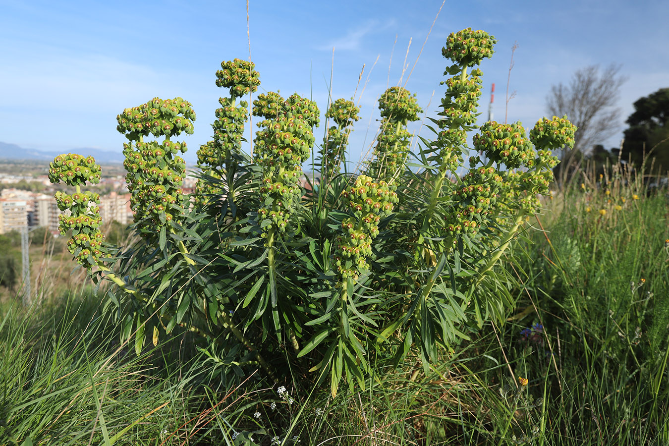 Image of Euphorbia characias specimen.