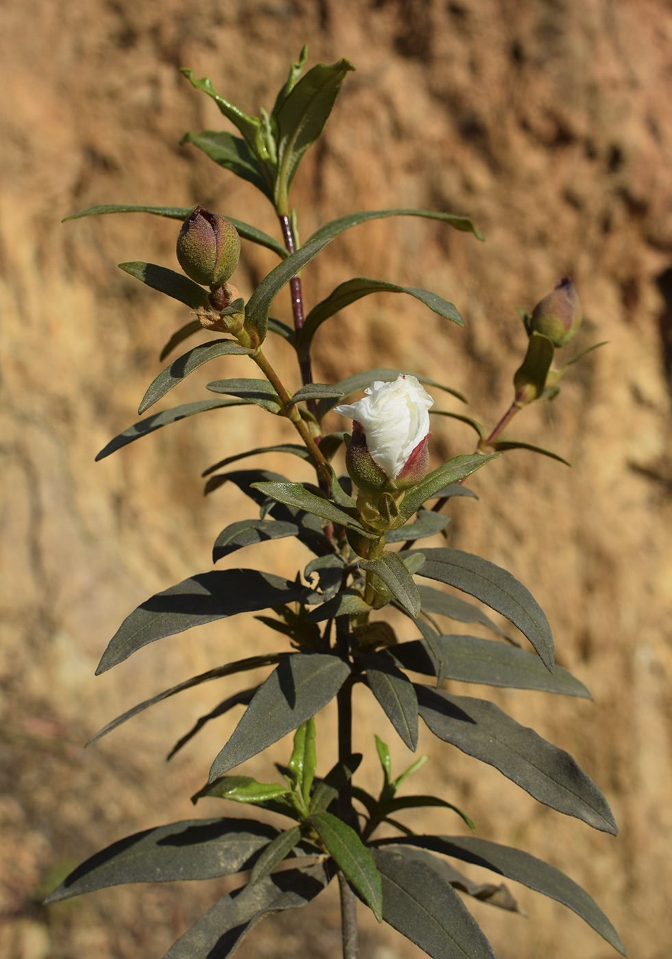 Изображение особи Cistus ladanifer.