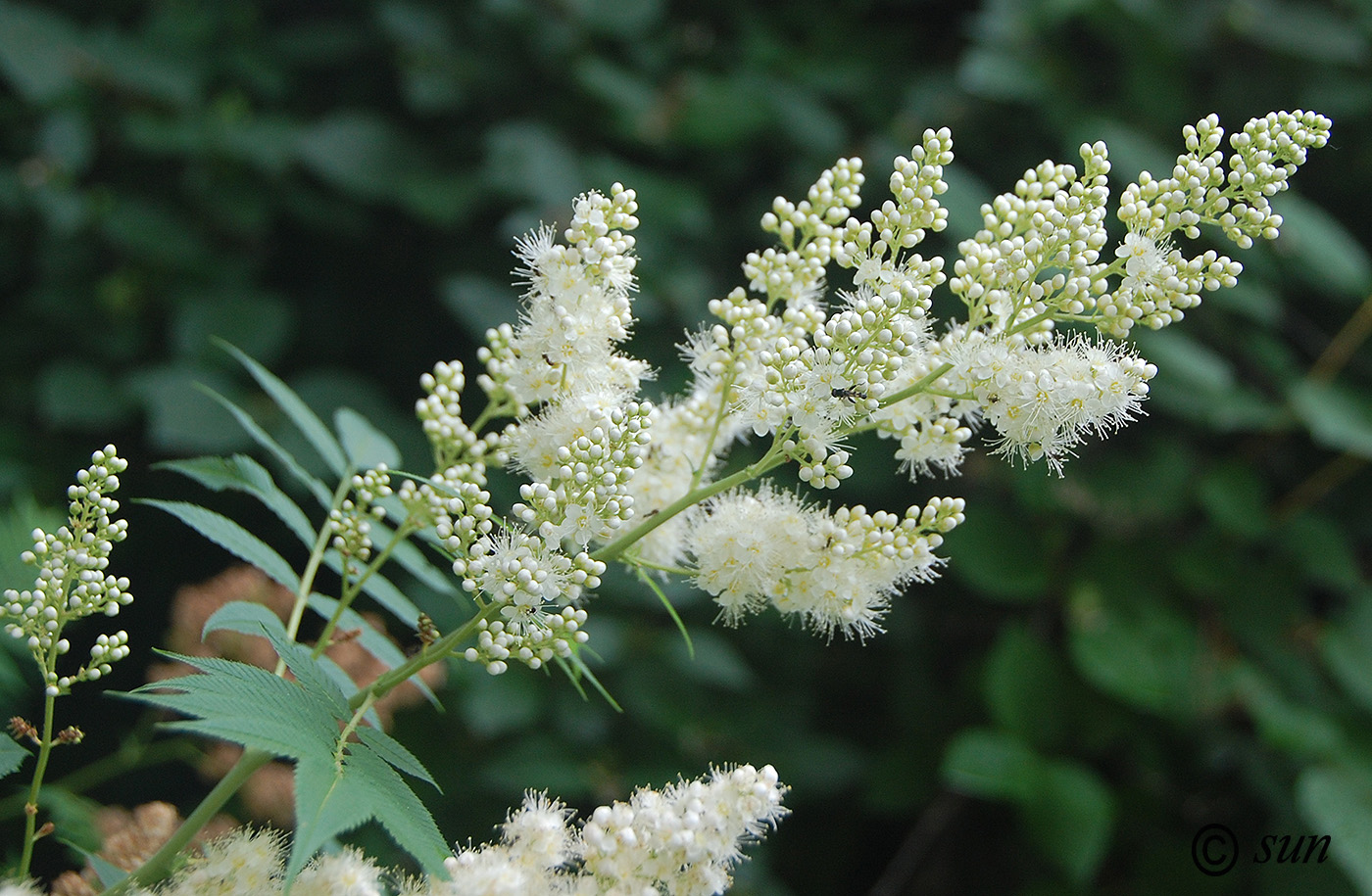 Image of Sorbaria sorbifolia specimen.