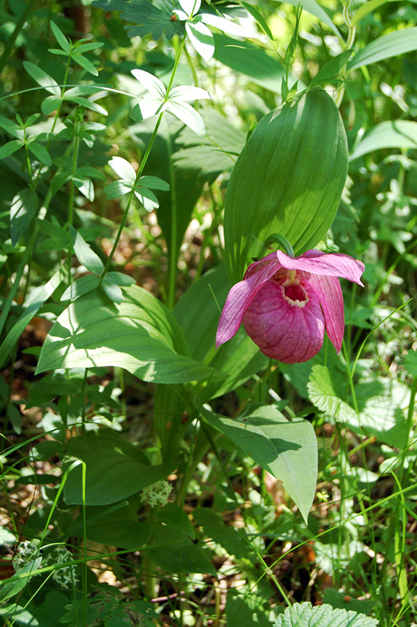 Image of Cypripedium macranthos specimen.