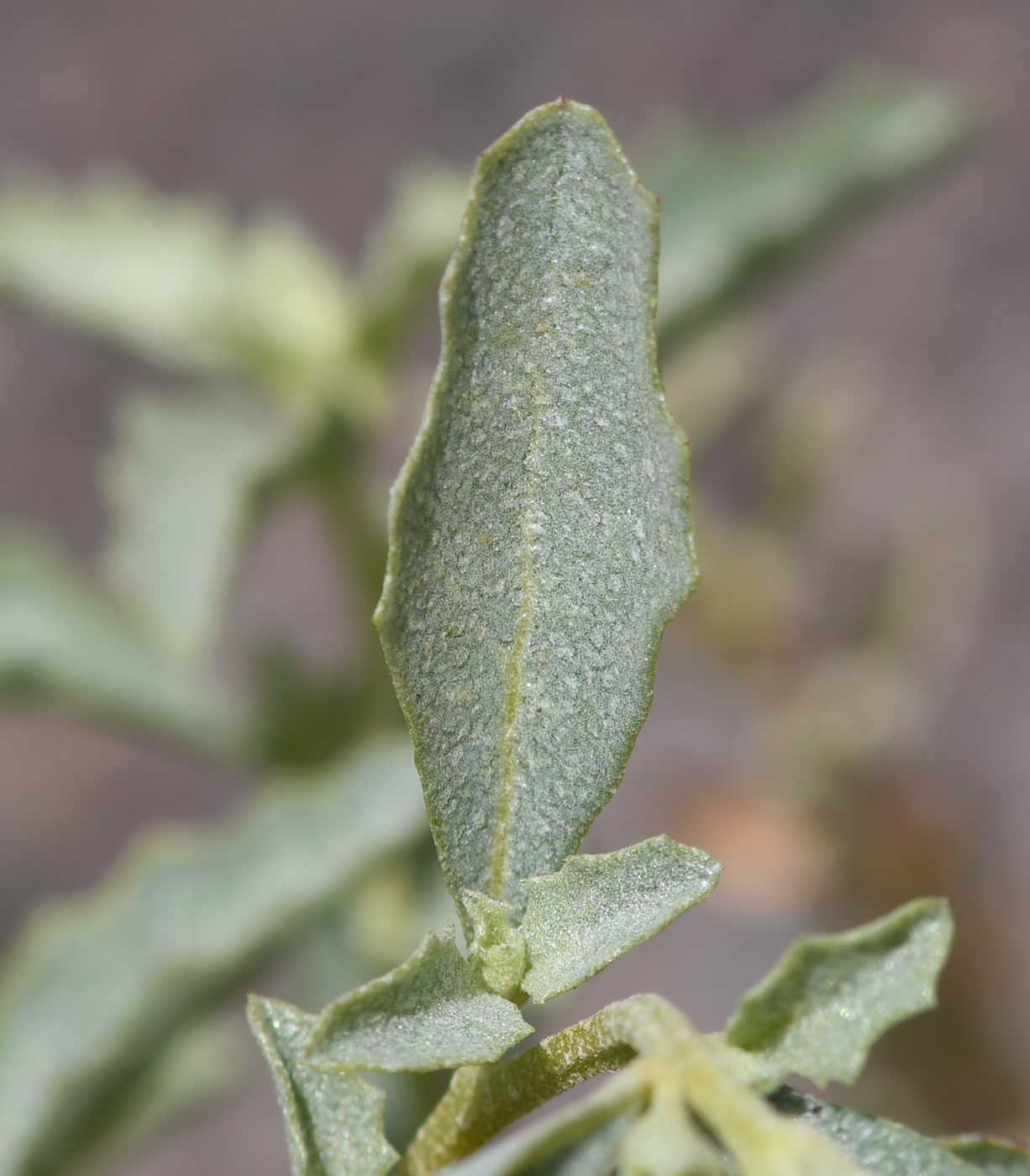 Image of Atriplex semilunaris specimen.