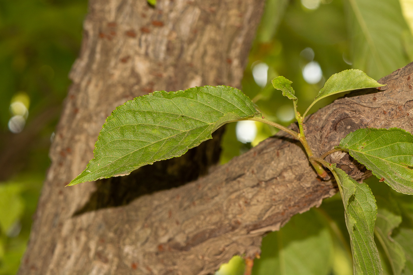 Image of Prunus campanulata specimen.