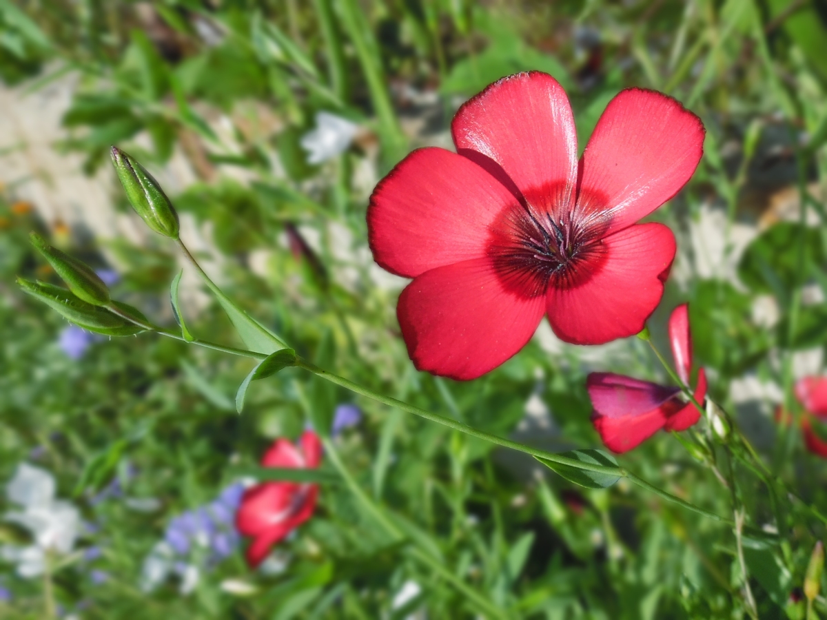 Изображение особи Linum grandiflorum.