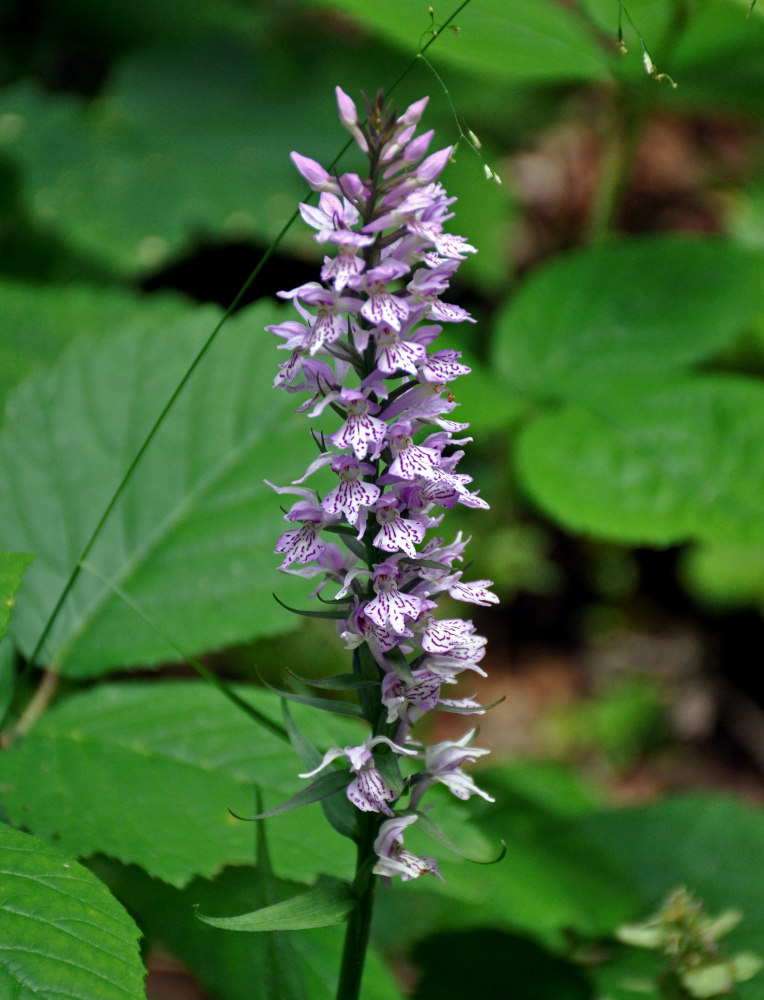 Изображение особи род Dactylorhiza.