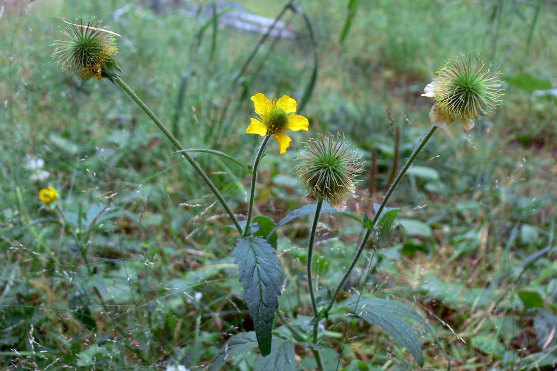 Image of Geum aleppicum specimen.