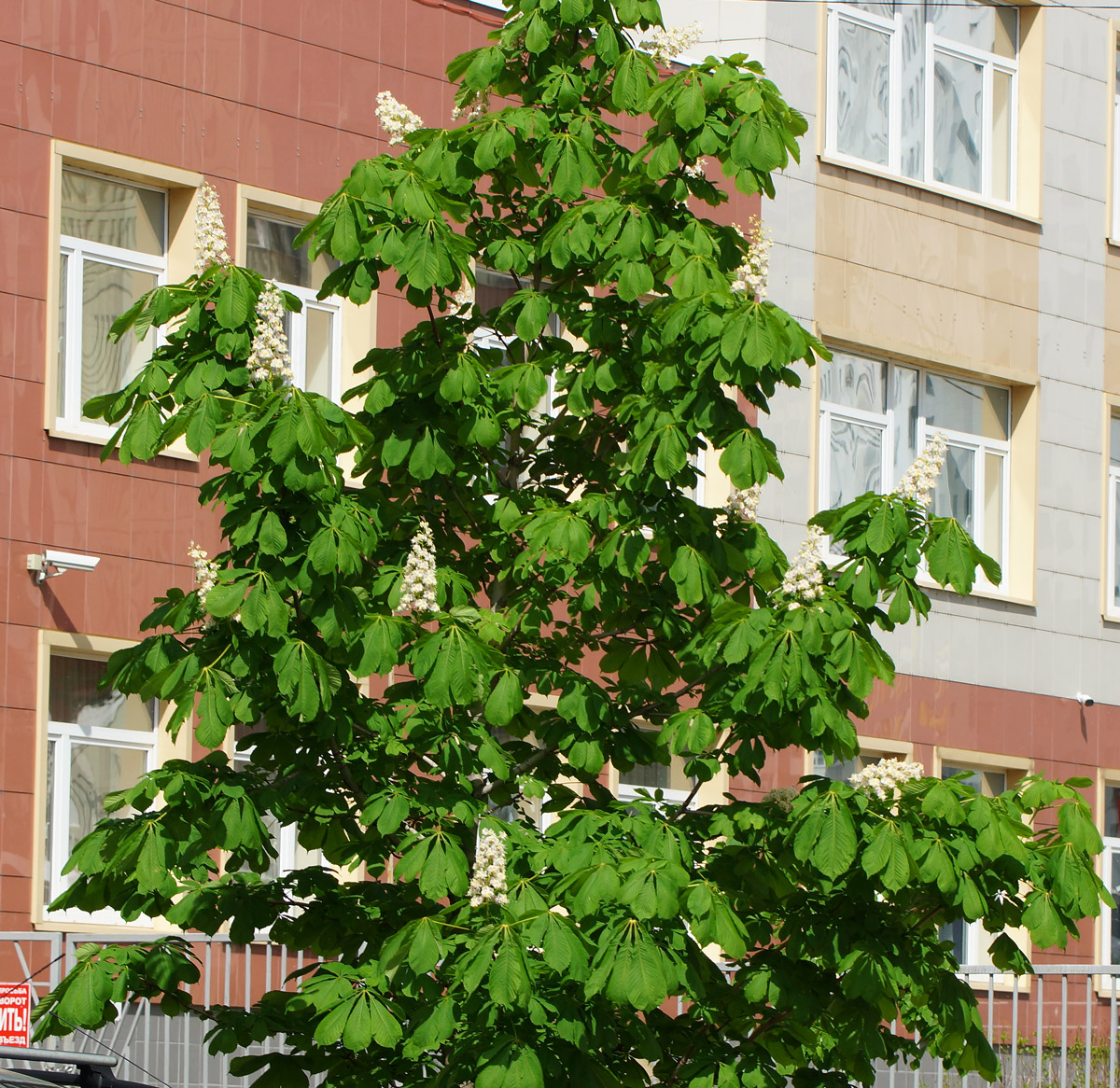 Изображение особи Aesculus hippocastanum.