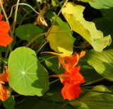 Tropaeolum majus