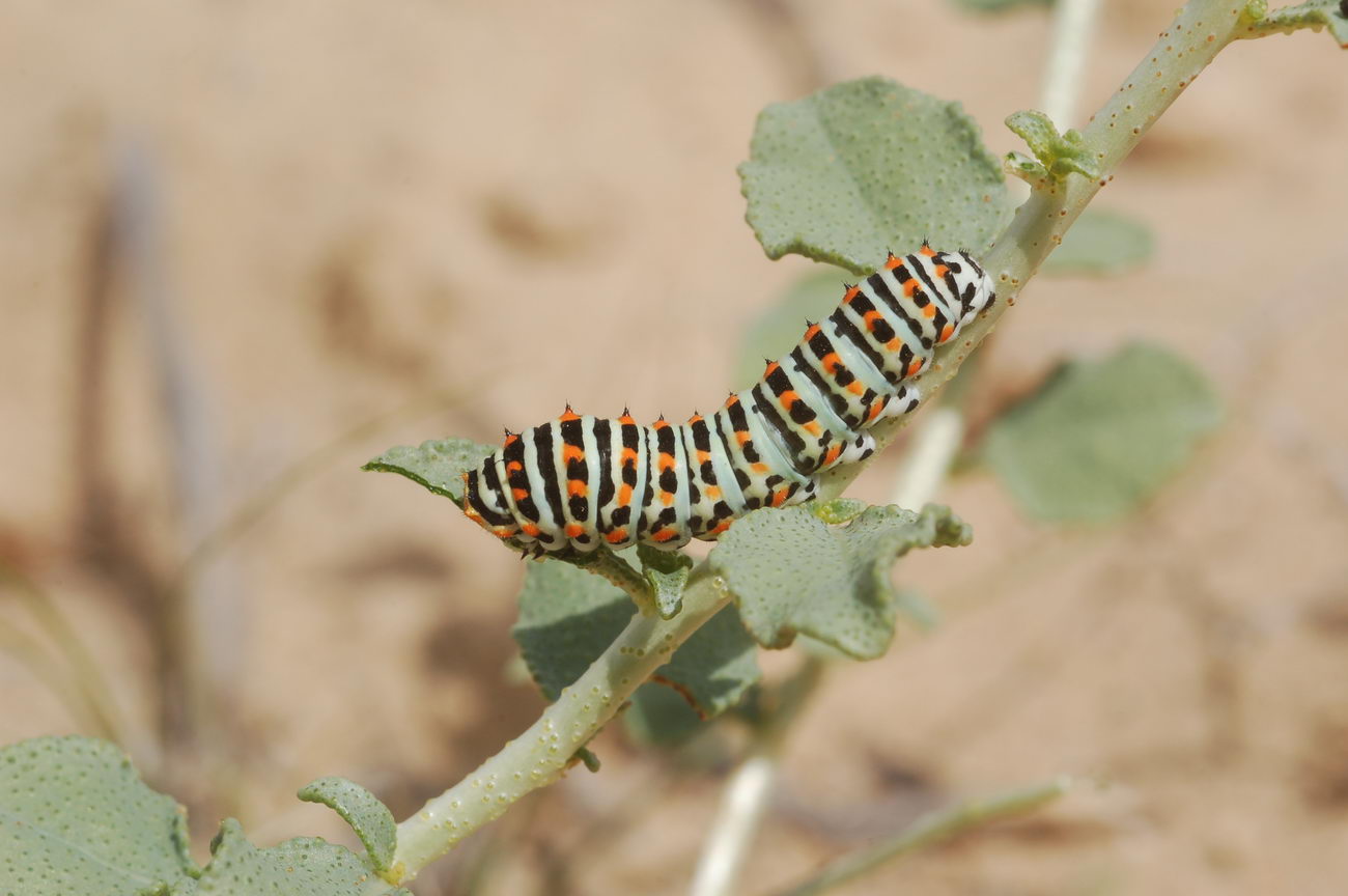 Image of genus Haplophyllum specimen.