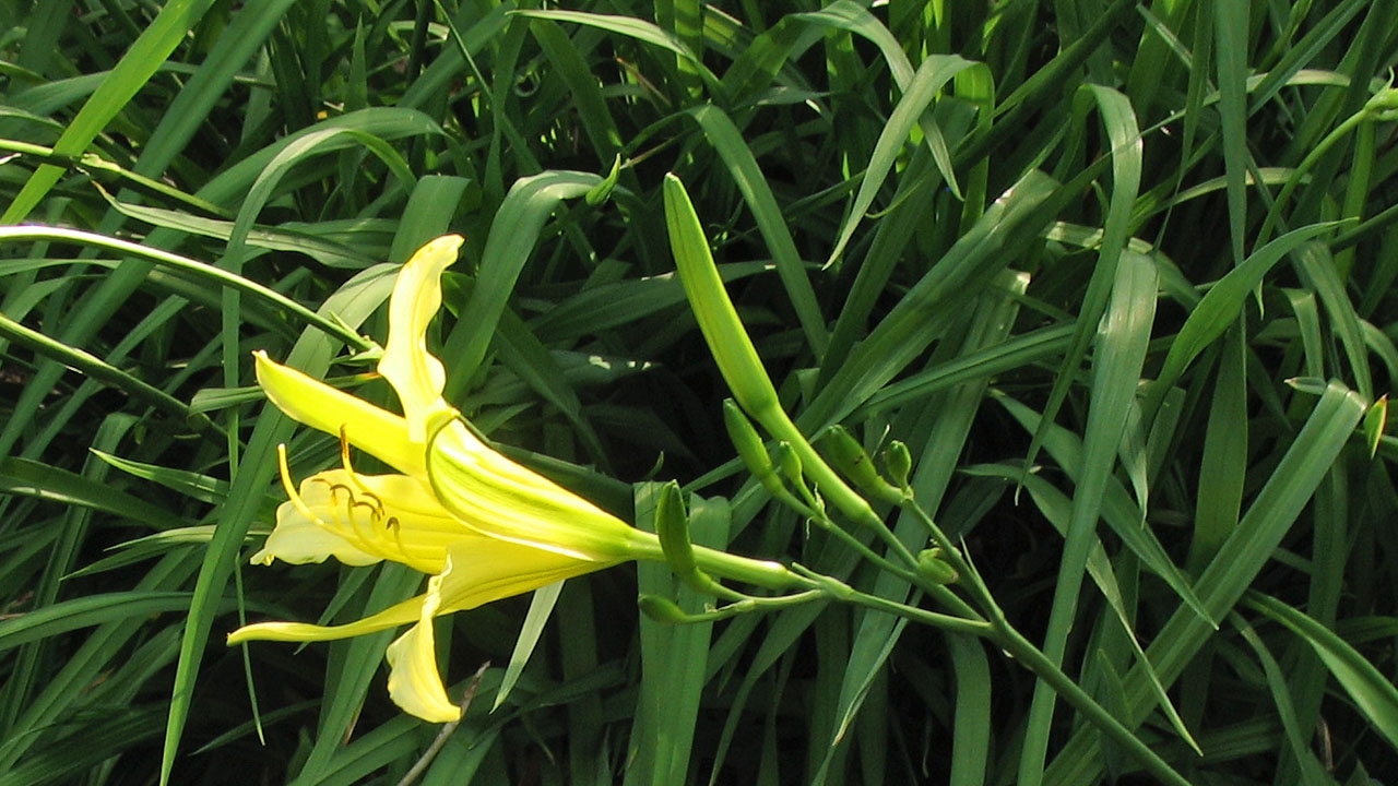 Изображение особи Hemerocallis citrina.