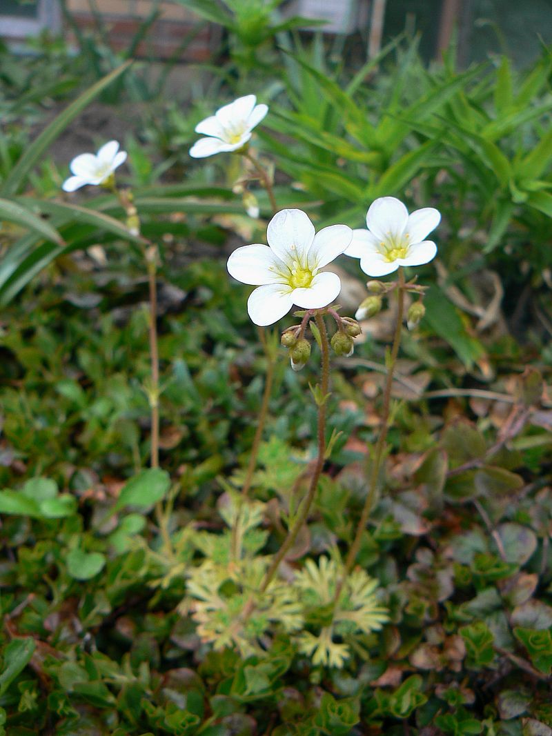 Image of Saxifraga &times; arendsii specimen.