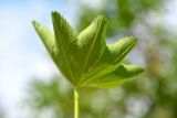 Alchemilla subcrenata. Лист (листовая пластинка и черешок). Санкт-Петербург, Красносельский р-н, окр. парка «Новознаменка», на лугу. 07.06.2020.