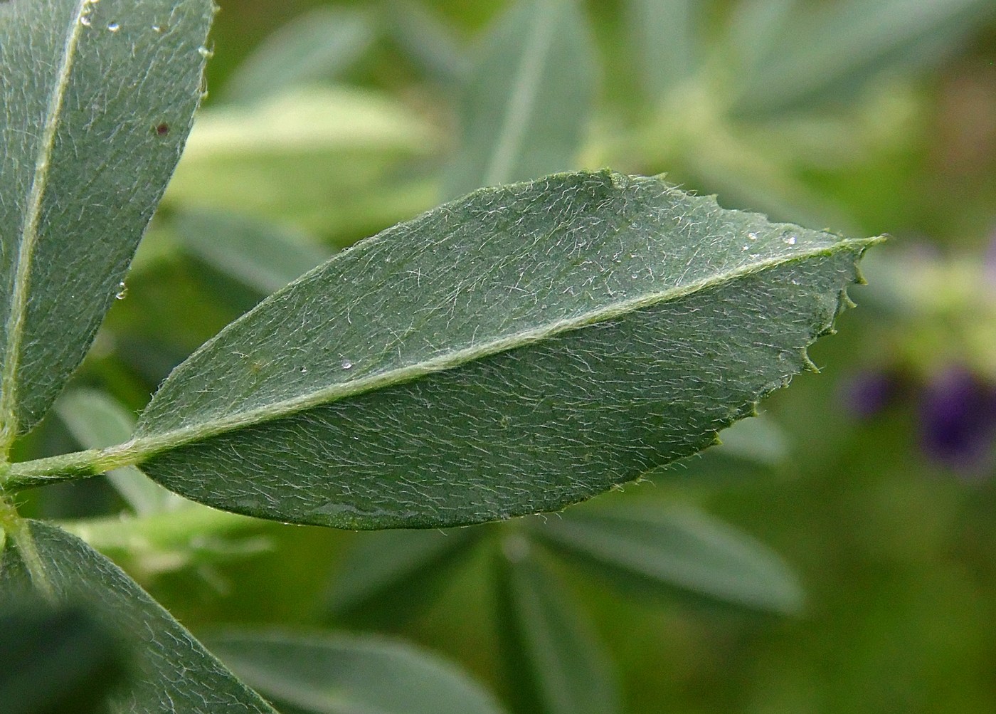 Image of Medicago sativa specimen.