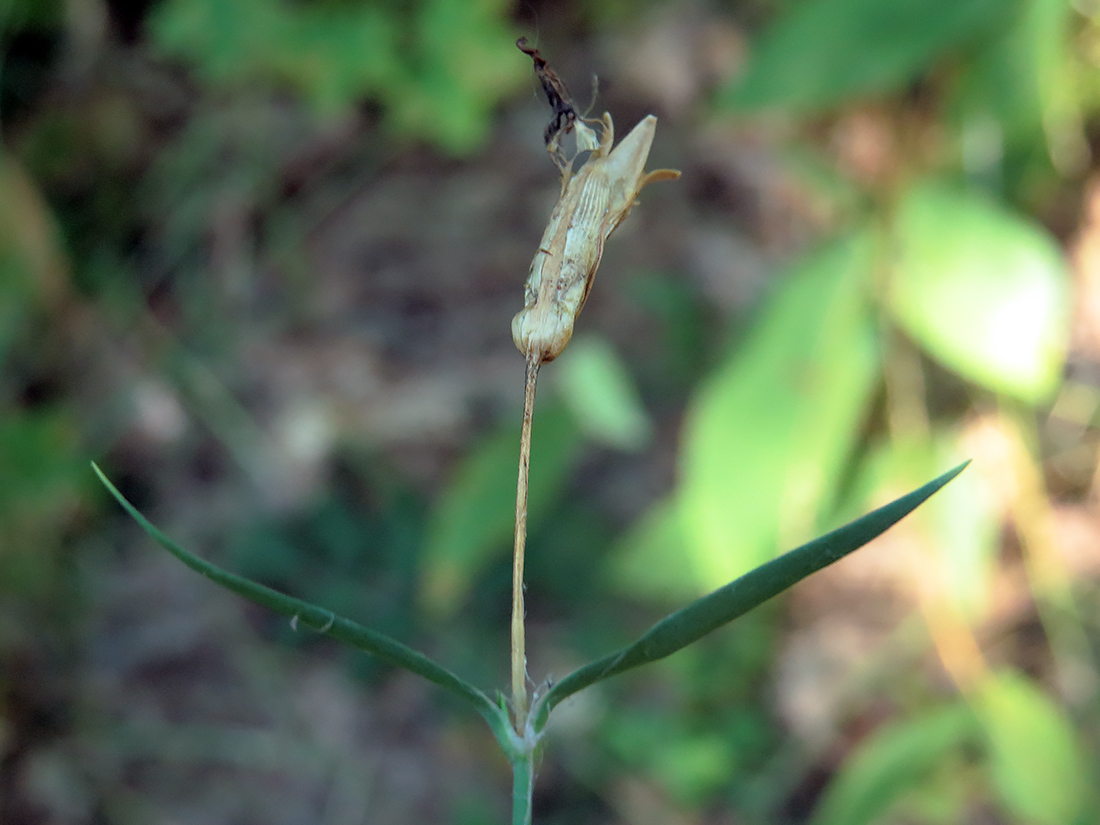 Изображение особи Dianthus fischeri.