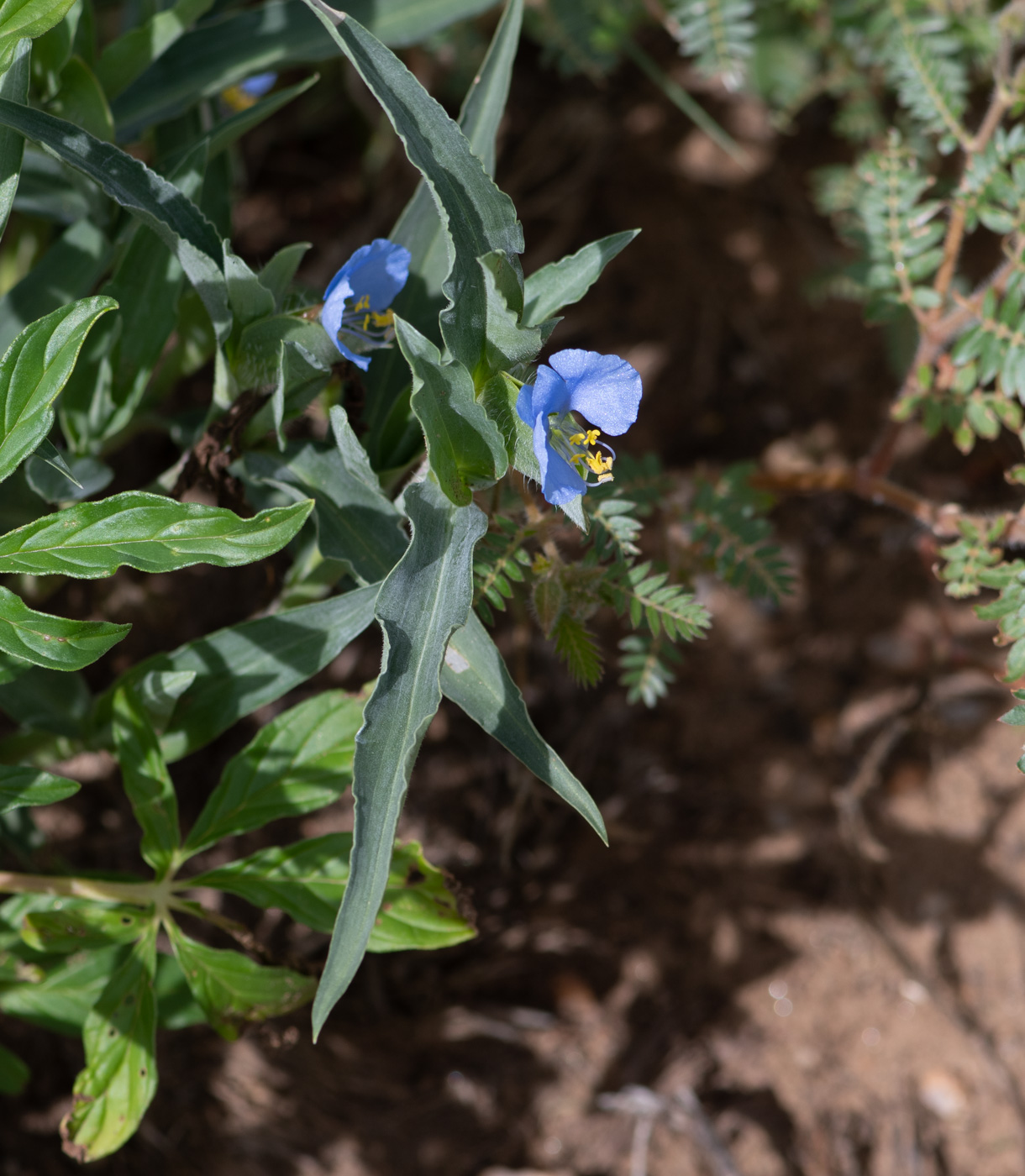 Image of Commelina erecta ssp. livingstonii specimen.