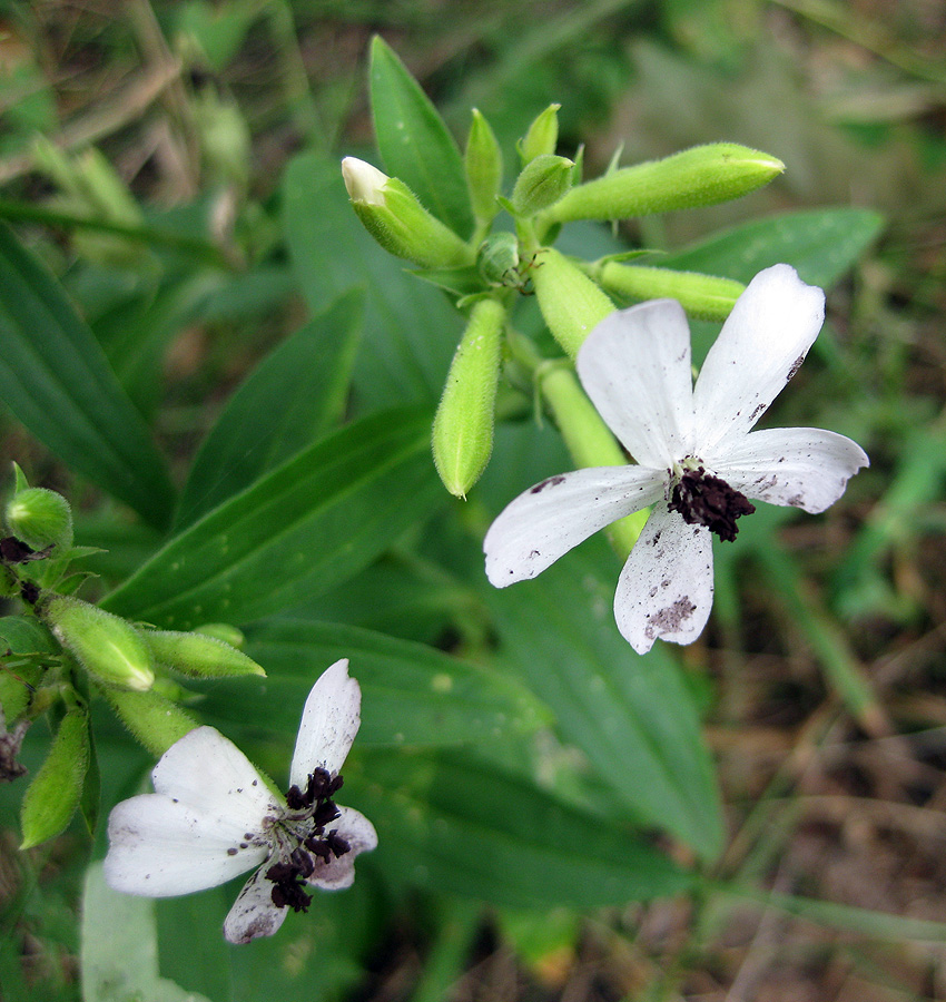 Image of Saponaria officinalis specimen.