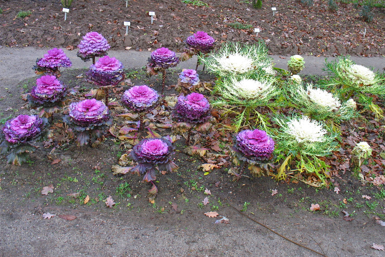 Image of Brassica oleracea var. viridis specimen.