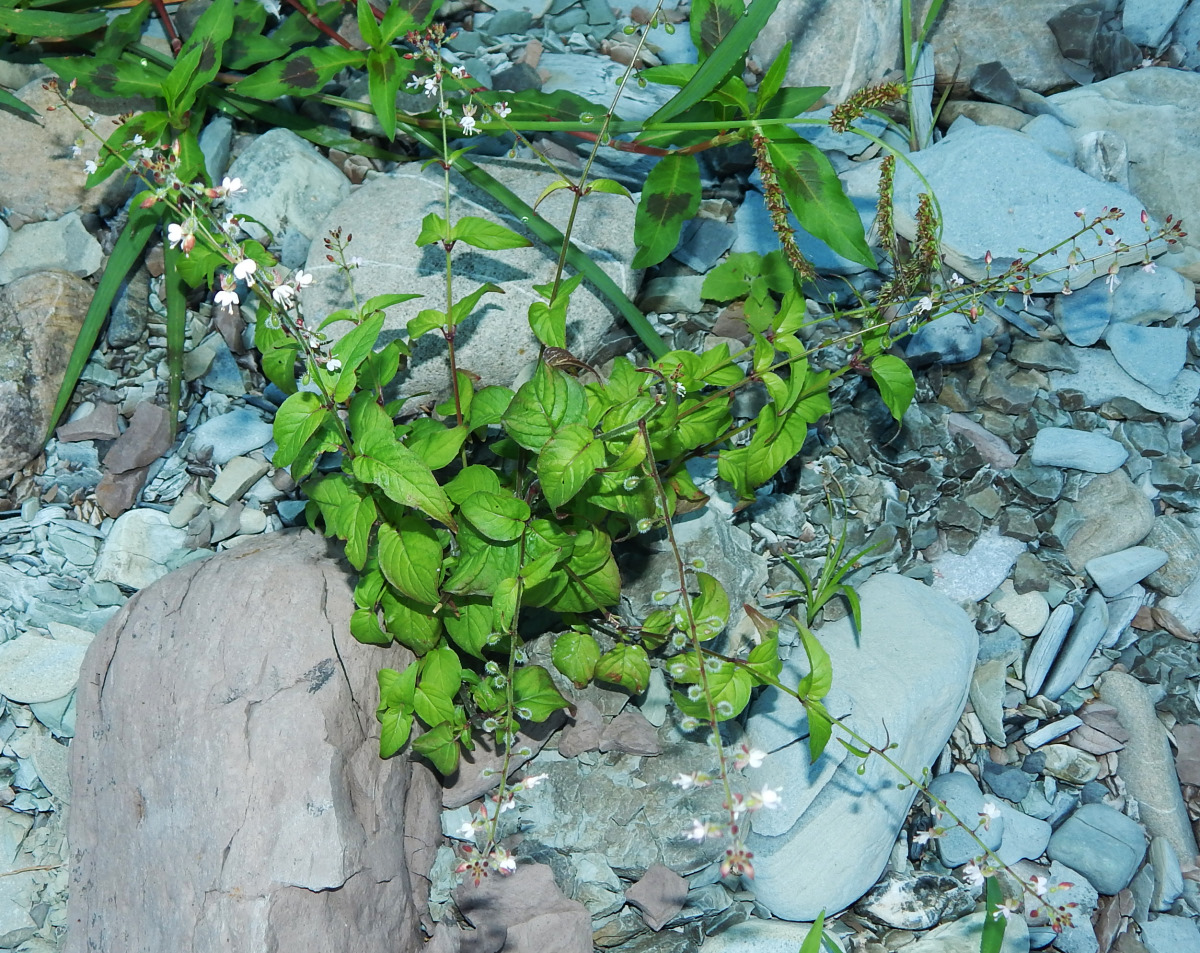 Image of Circaea lutetiana specimen.