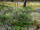 Diphasiastrum complanatum. Вегетирующие и спороносящие растения в сообществе с Cladonia rangiferina и Cetraria islandica. Тверская обл., Кимрский р-н, окр. дер. Бурцево, небольшая поляна в сосновом бору. 01.08.2020.