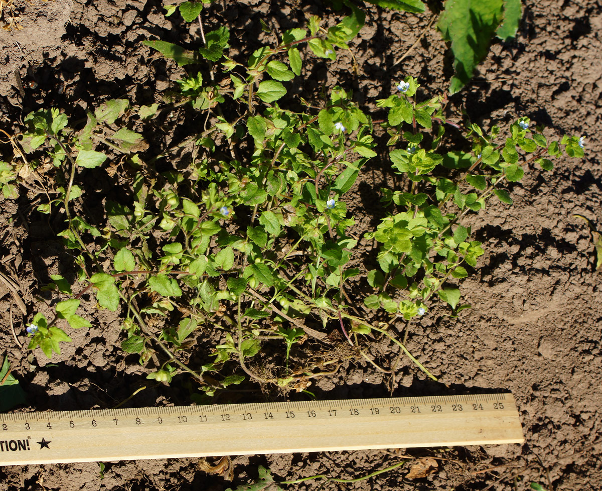 Image of Veronica polita specimen.