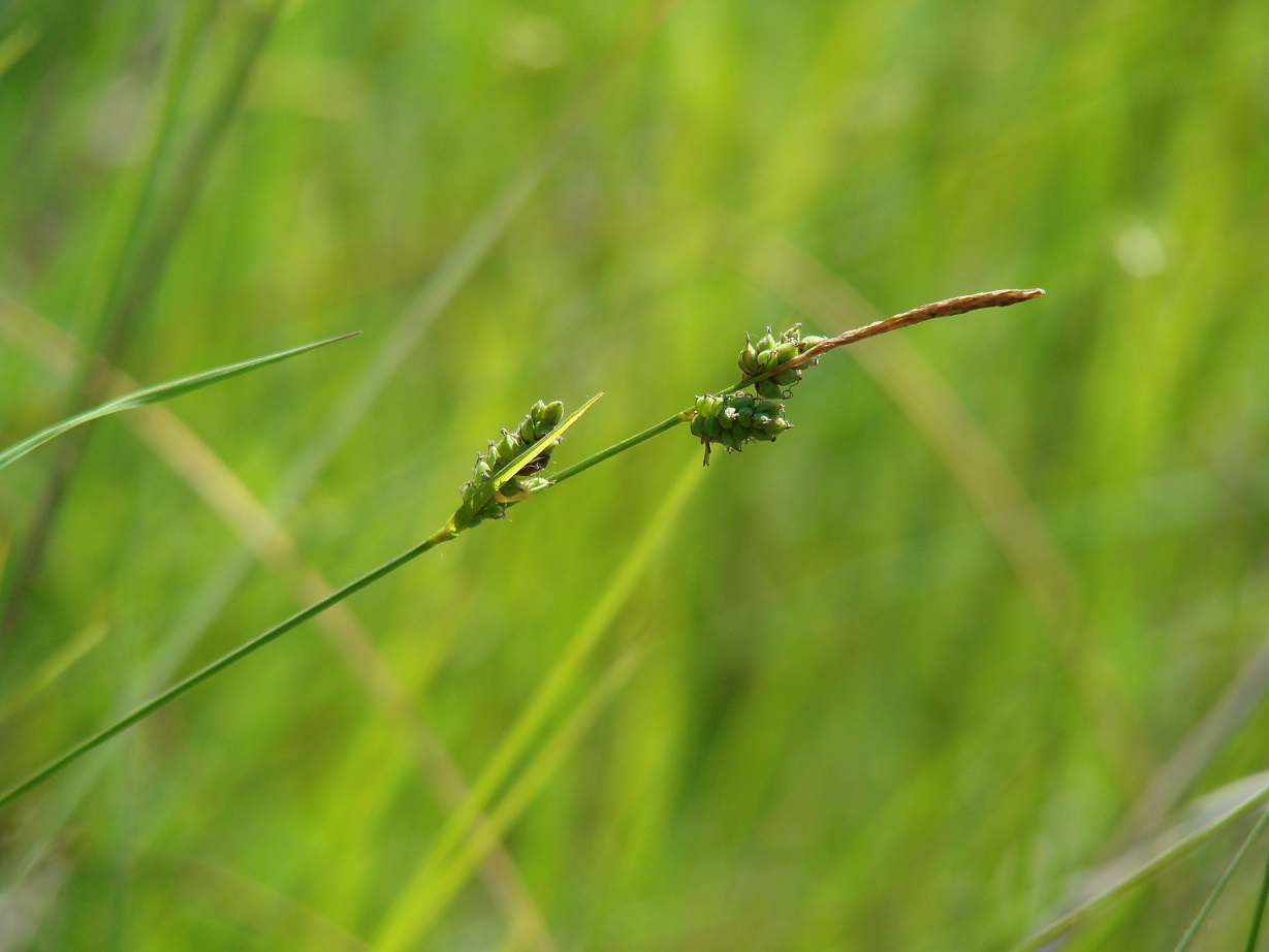 Image of Carex globularis specimen.