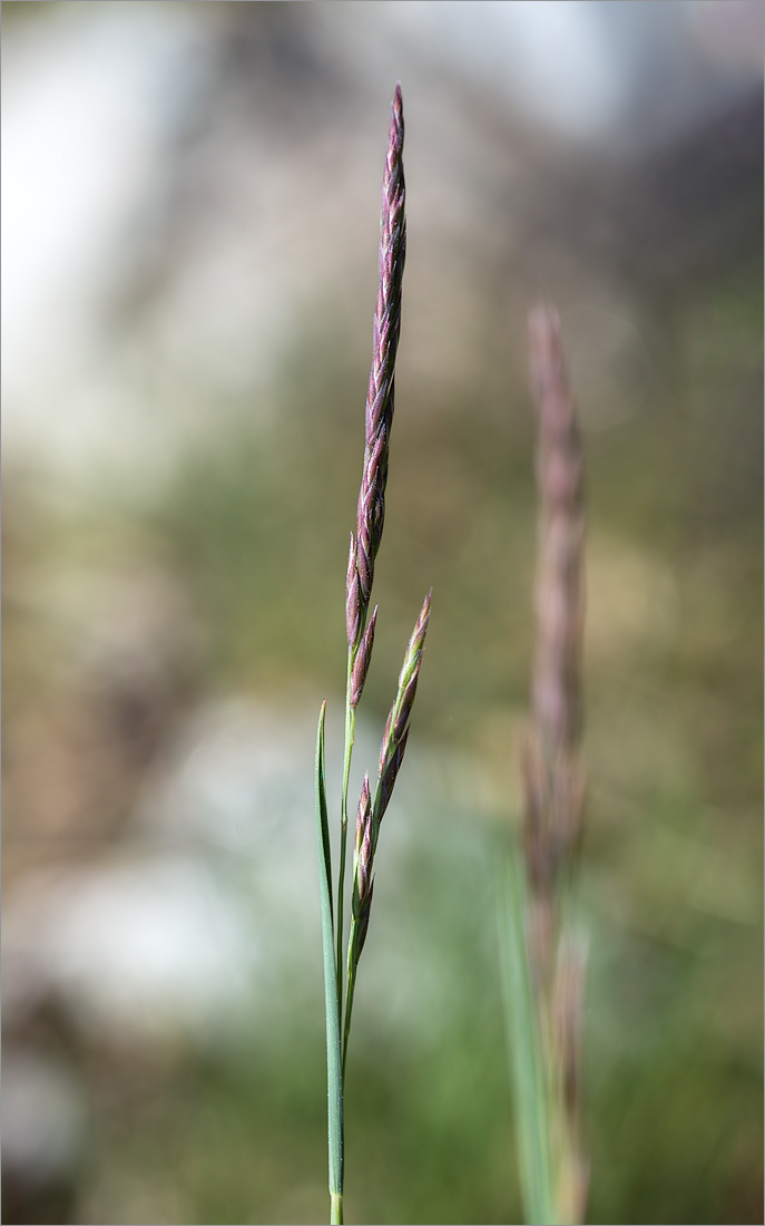 Image of Festuca rubra specimen.