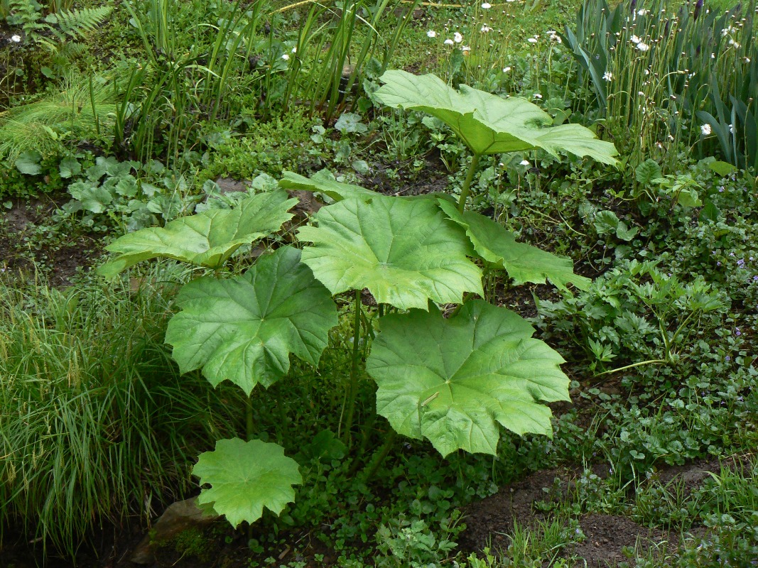 Image of Astilboides tabularis specimen.