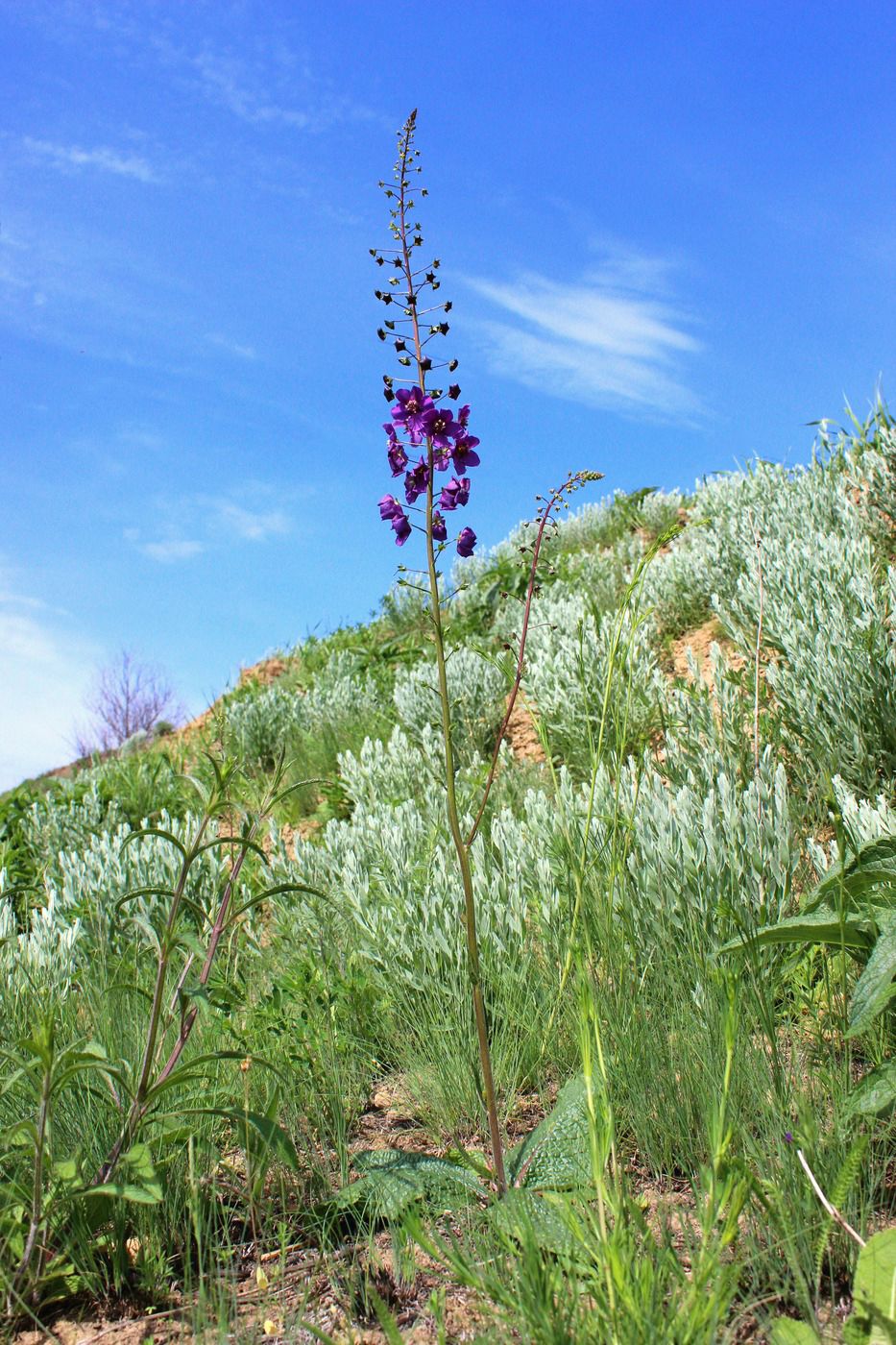 Image of Verbascum phoeniceum specimen.