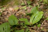 Listera ovata. Растения с развивающимися соцветиями. Краснодарский край, м/о г. Геленджик, окр. с. Кабардинка, щель Полихронова, широколиственный лес. 03.05.2021.