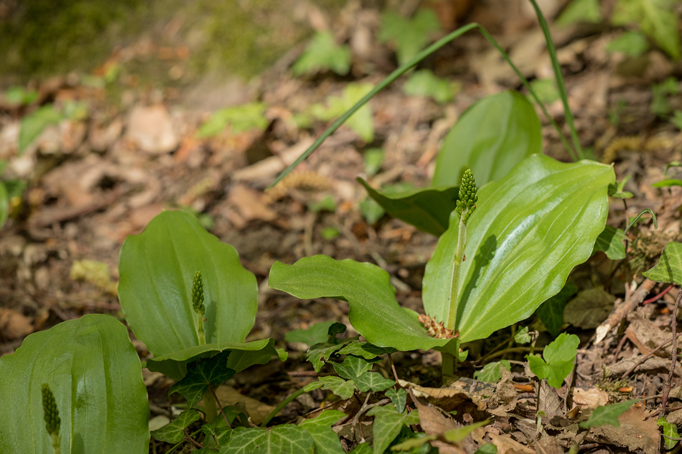 Image of Listera ovata specimen.