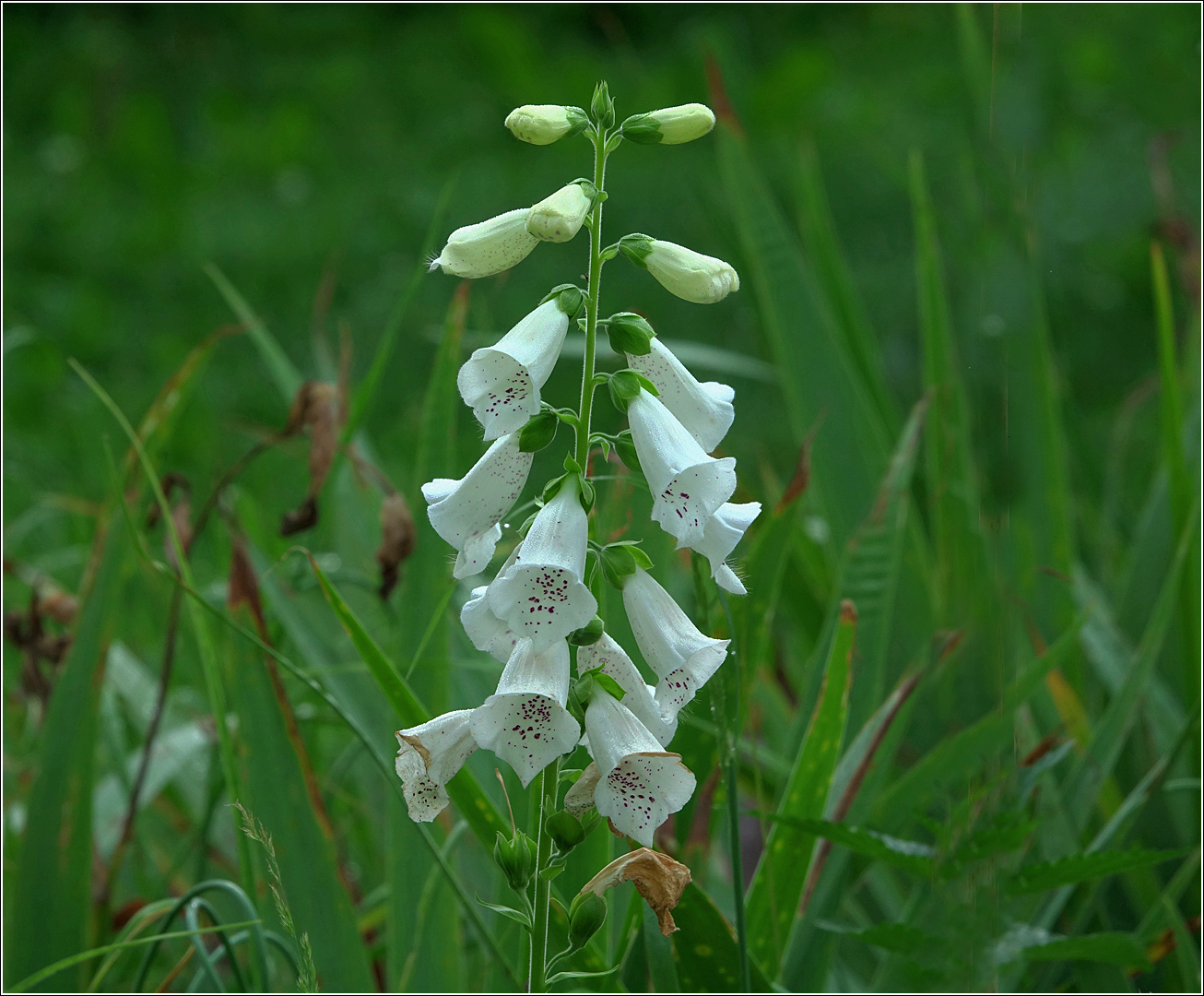 Image of Digitalis purpurea specimen.