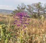 Смотреть изображение Leopoldia comosa