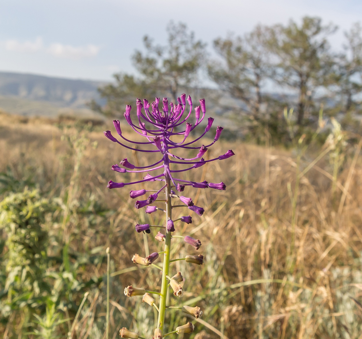 Image of Leopoldia comosa specimen.