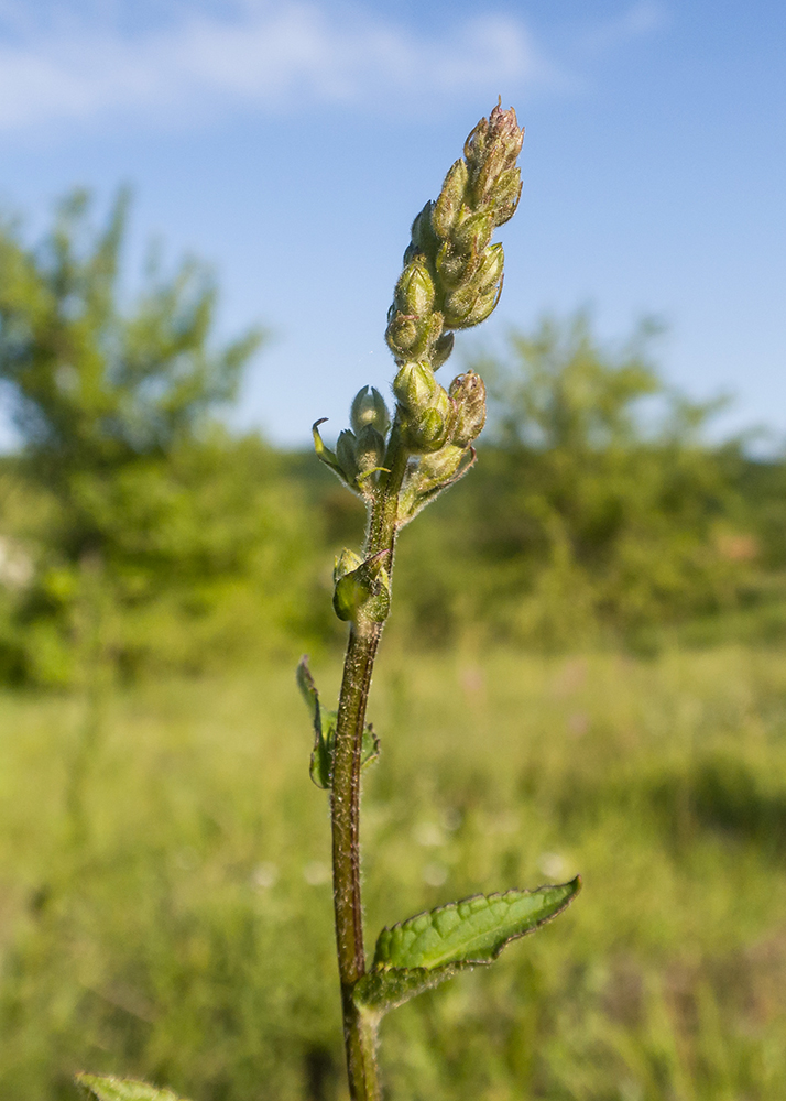 Изображение особи род Verbascum.